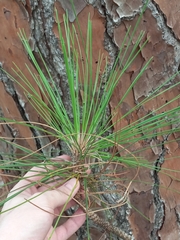 Pinus elliottii densa