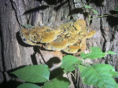 Fuscoporia gilva