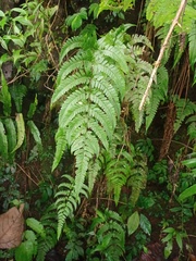 Dryopteris sparsa