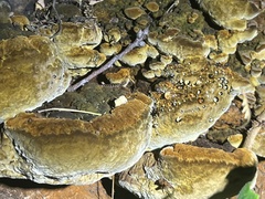 Fuscoporia gilva