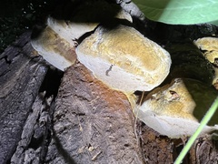 Fuscoporia gilva