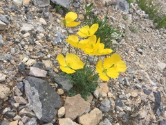 Papaver alpinum