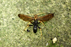 Leptodialepis bipartitus