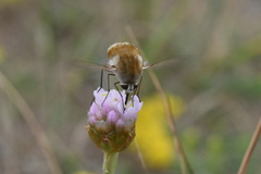 Bombylius minor