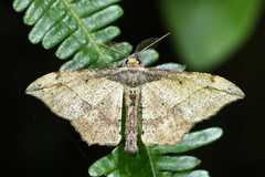 Hyposidra infixaria