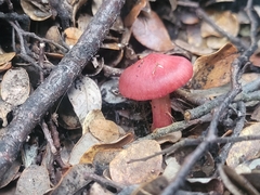Cortinarius cardinalis