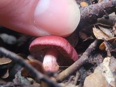 Cortinarius cardinalis