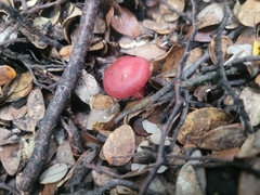 Cortinarius cardinalis