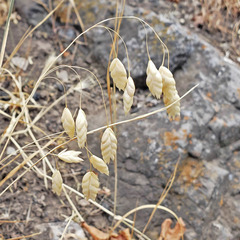 Bromus briziformis