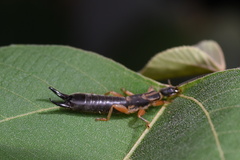 Pygidicranidae
