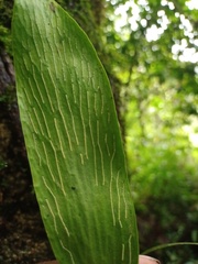 Antrophyum plantagineum