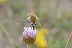 Bombylius minor
