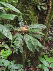 Asplenium thunbergii