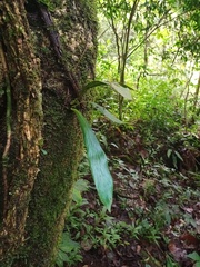 Antrophyum plantagineum