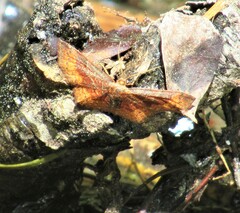 Leptostales rubromarginaria