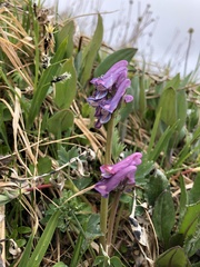 Corydalis pauciflora