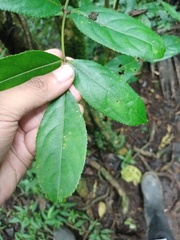 Dalrympelea sphaerocarpa