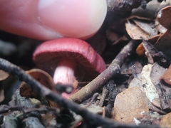 Cortinarius cardinalis