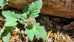 Phacelia hydrophylloides
