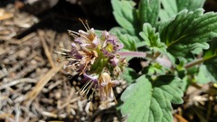Phacelia hydrophylloides