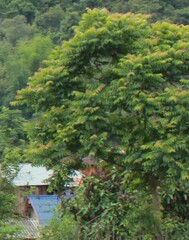 Averrhoa carambola