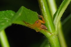 Thelcticopis severa