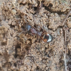 Dolichoderus plagiatus
