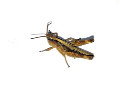 Megaulacobothrus aethalinus