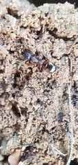 Dolichoderus plagiatus