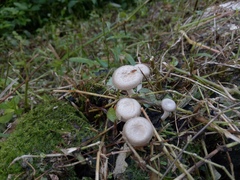Basidiomycota