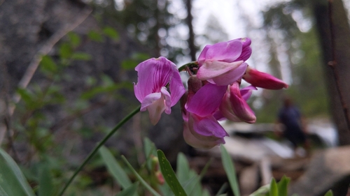 Image of Lathyrus jepsonii by (c) velodrome, some rights reserved (CC BY)