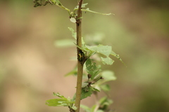 Calligrapha pantherina