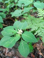 Achyrospermum densiflorum