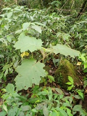Solanum lasiocarpum
