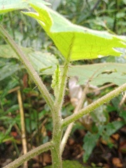 Solanum lasiocarpum