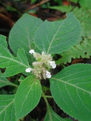 Achyrospermum densiflorum