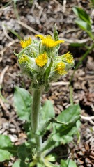 Senecio integerrimus major