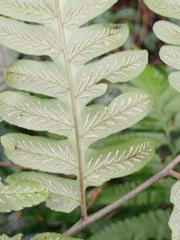 Diplazium dilatatum