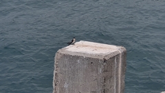 Tachycineta albilinea