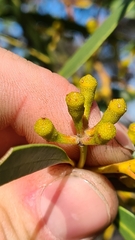 Eucalyptus obstans