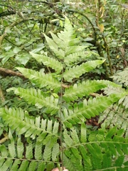 Diplazium dilatatum