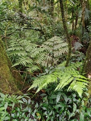 Diplazium dilatatum
