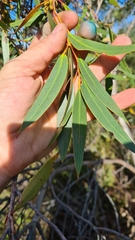 Eucalyptus obstans