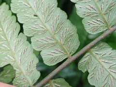 Diplazium dilatatum