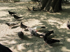 Columba livia domestica