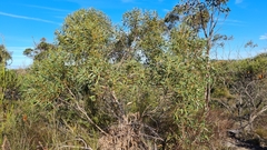 Eucalyptus obstans