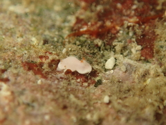 Verconia simplex