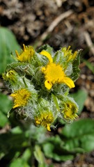 Senecio integerrimus major