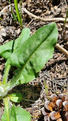 Senecio integerrimus major