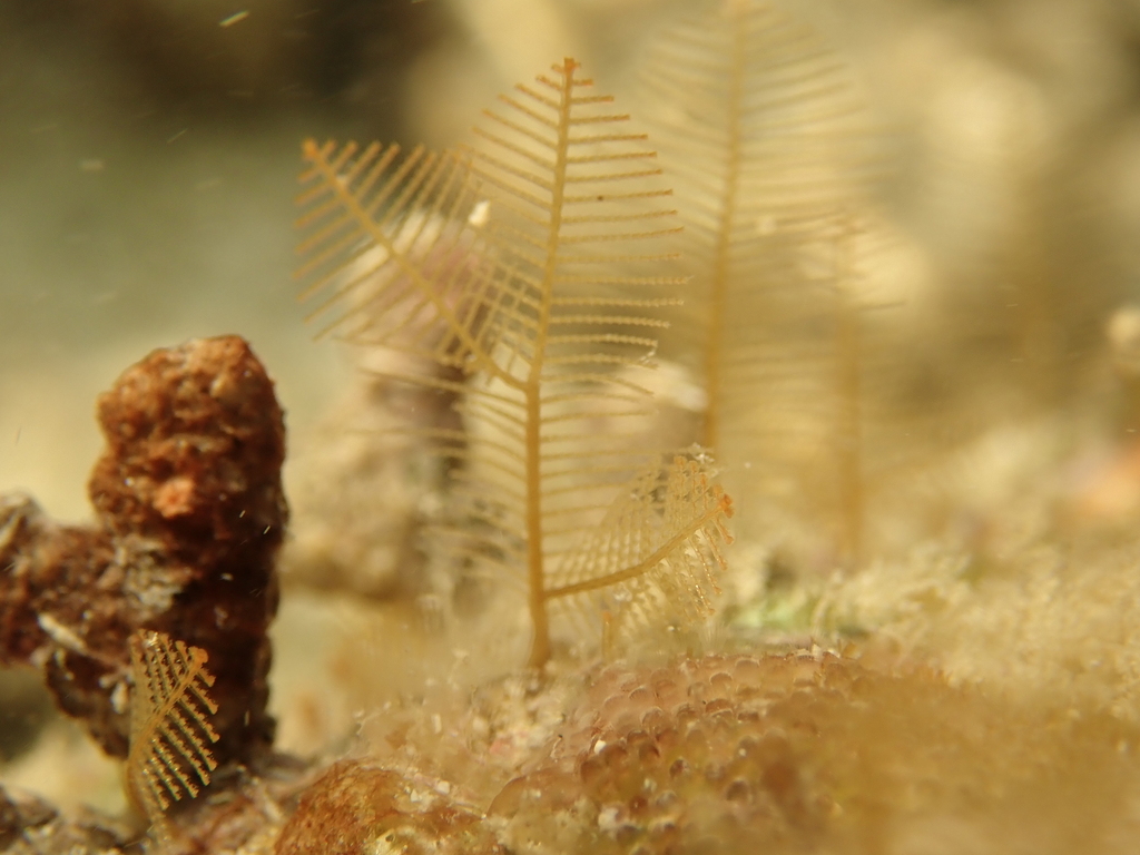Lytocarpia brevirostris